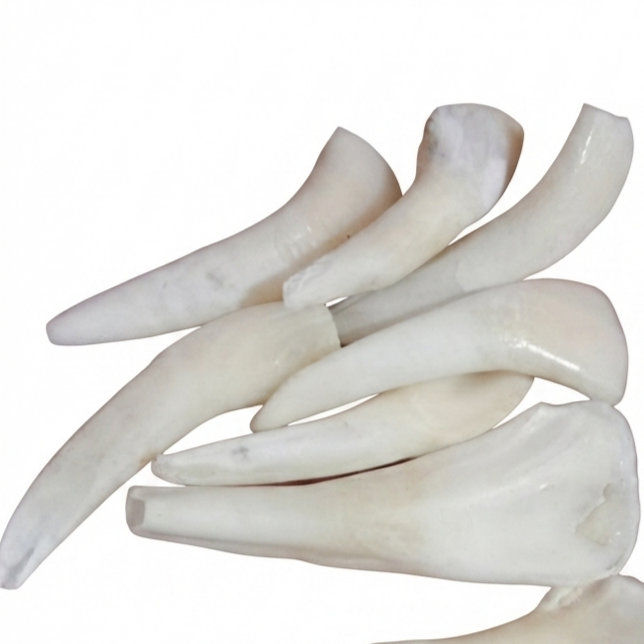 Buffalo Tooth